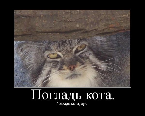 Погладь кота погладь кота сука