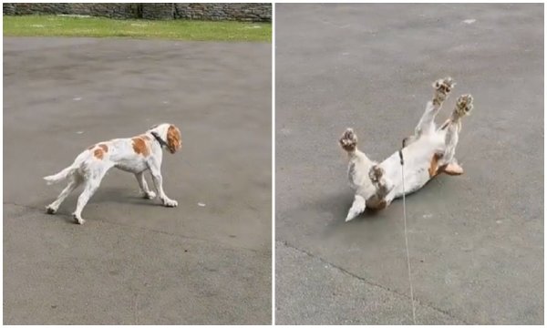 Собаки которые падают в обморок