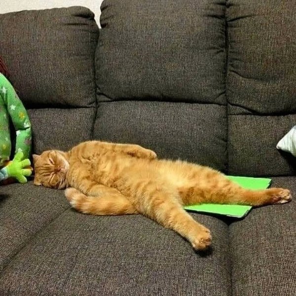 Кот лежит на диване