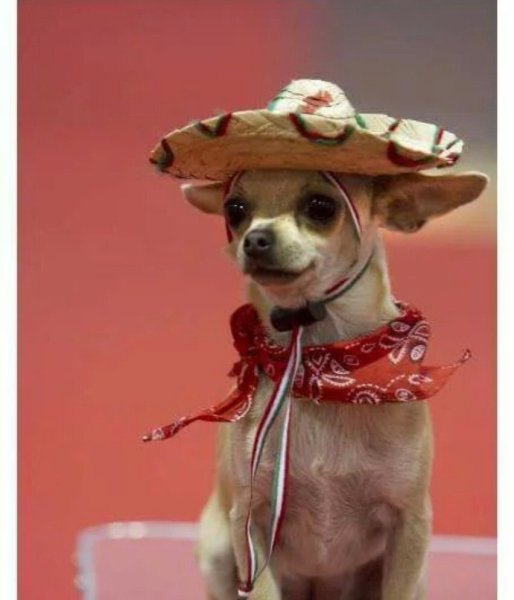 Собака с Сомбреро Буэнос Диас