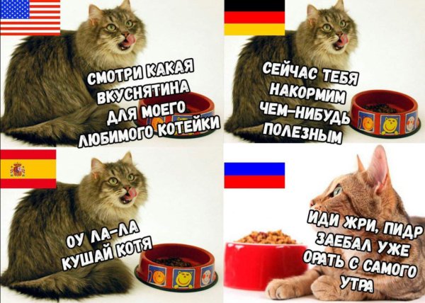 С котами самые популярные