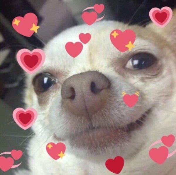 Милые собачки с сердечками