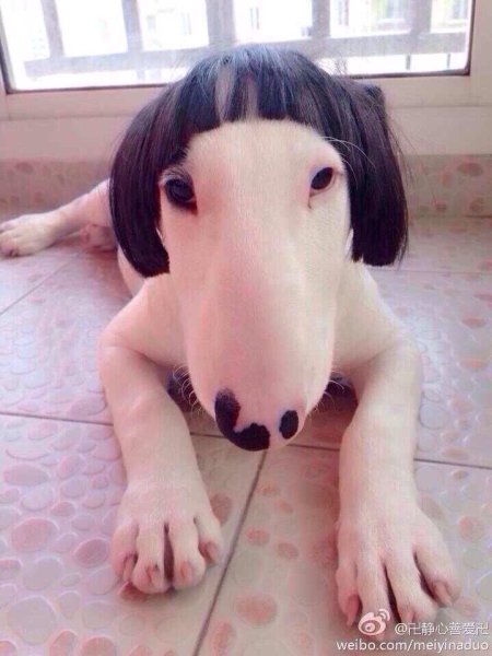 Собака с челкой на глазах