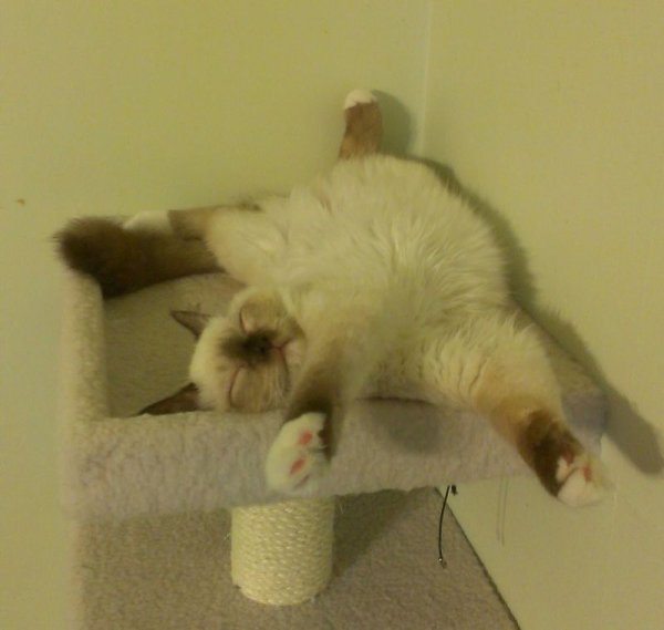 Кот в Отрубе