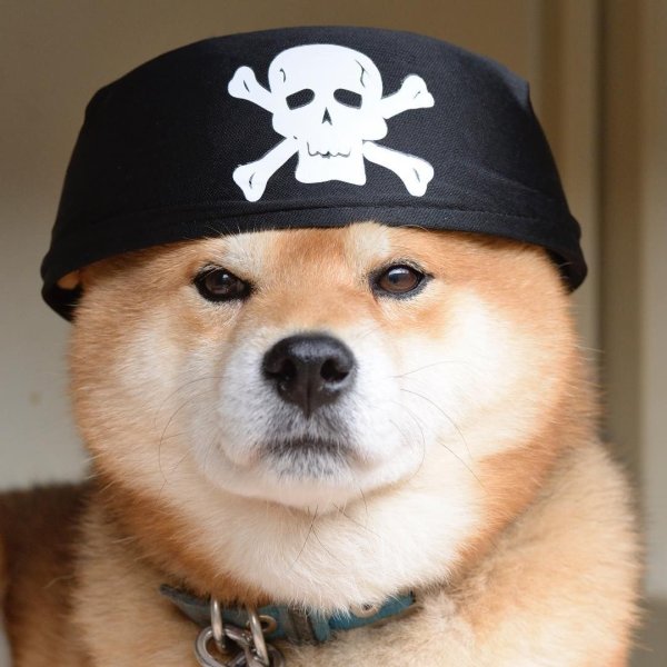 Шиба ину Doge