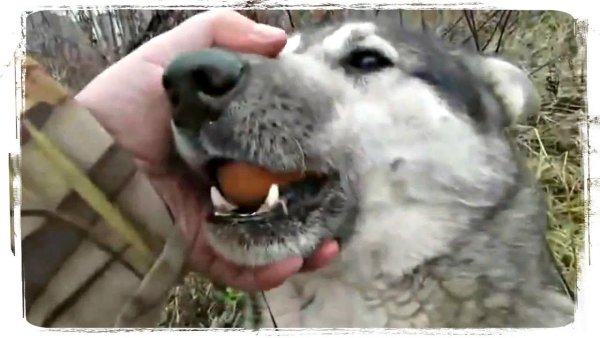 Собака яйцо Мем