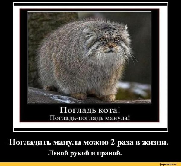 Гипнокот Манул