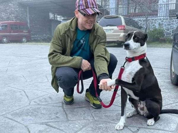 Собака поводырь