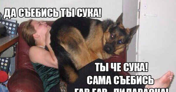 Собака Мем
