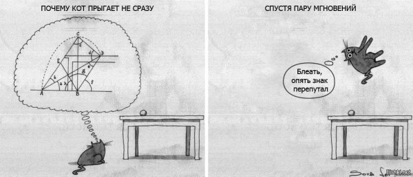 Почему кошка прыгает не сразу картинка