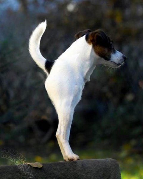 Укороченная собака