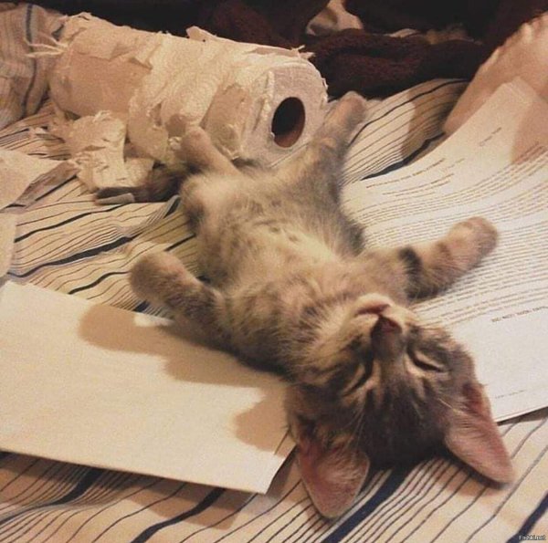 Уставший котик