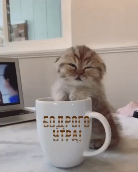 Доброе утро котенок