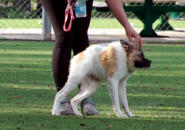 Пёс Квазимодо овчарка
