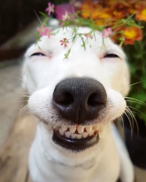 Веселые животные