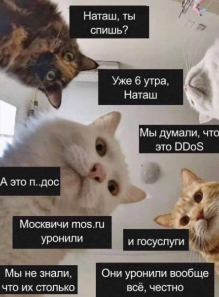 Мемы про котов
