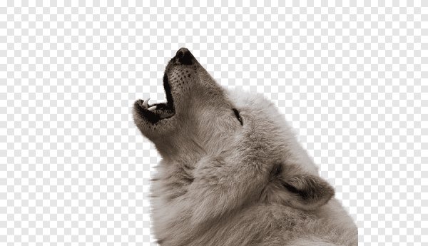 Собака воет