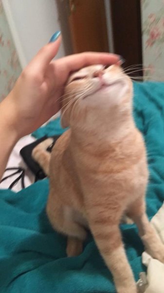 Кот которого хвалят