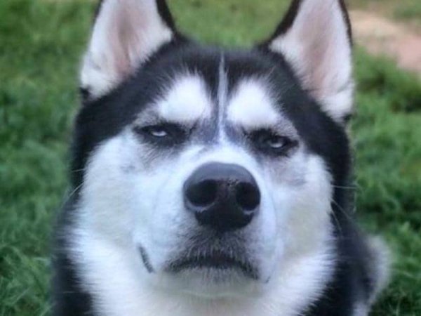 Хаски Ануко