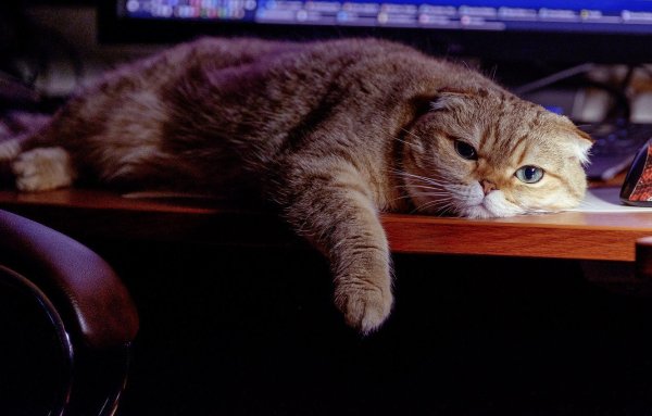 Кошки на рабочий стол