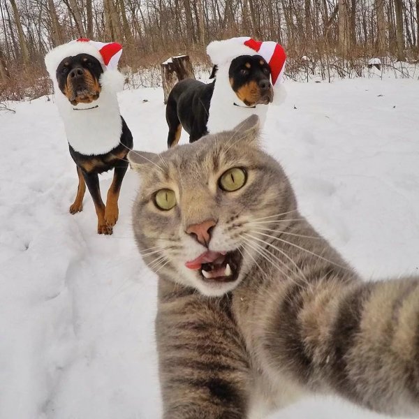 Кот делает селфи