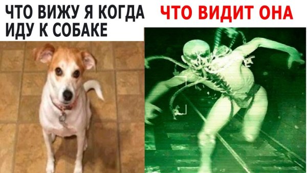 Мем собаки раньше собаки сейчас
