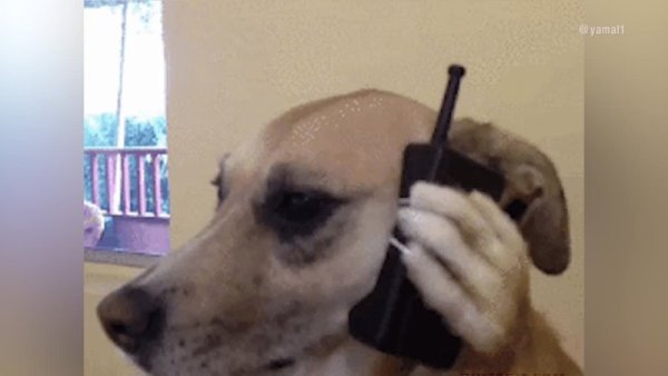Собака разговаривает по телефону