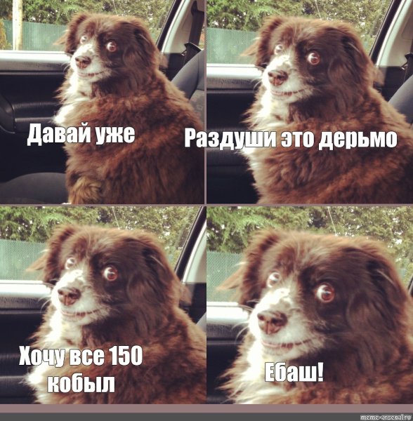 Собака на кресле