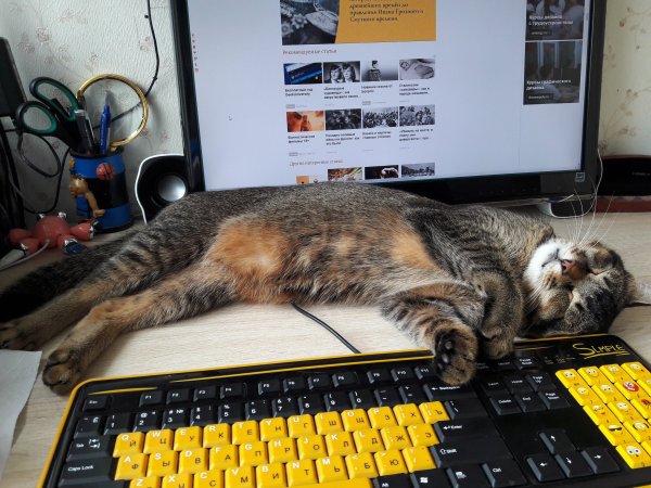 Уставгиф кот