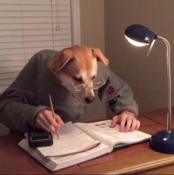 Собака профессор