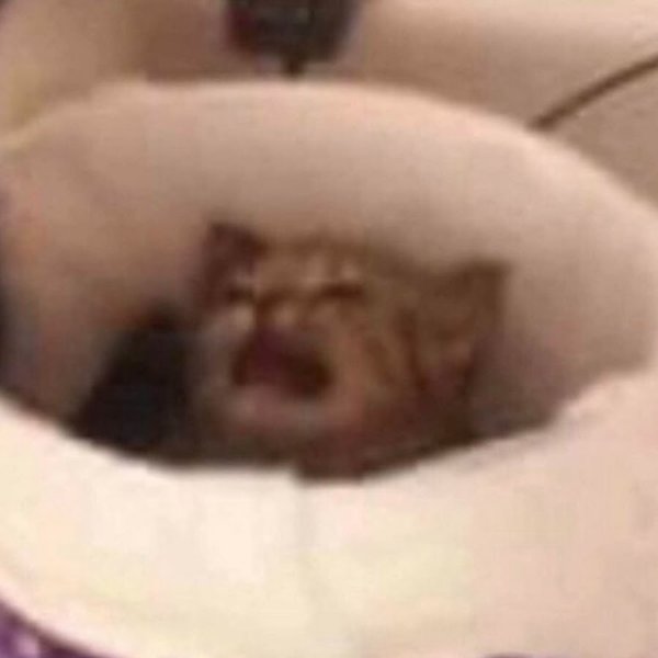 Улыбающийся Плачущий кот