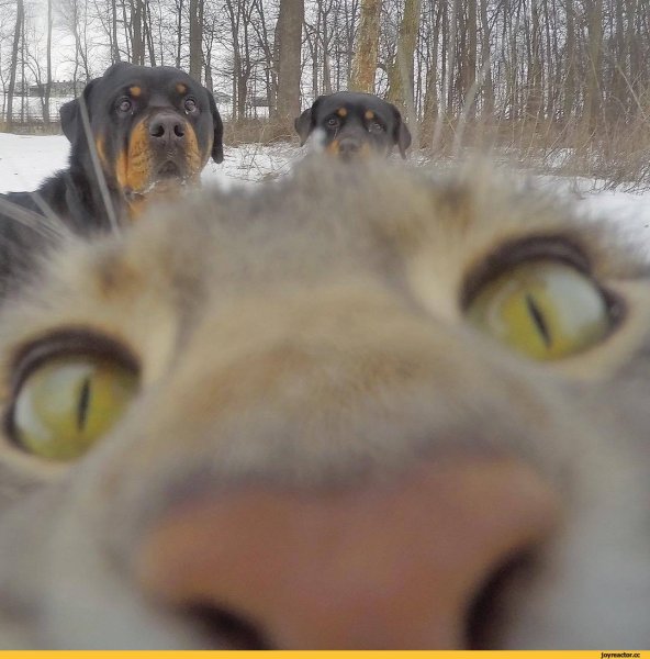 Кот с псами селфи