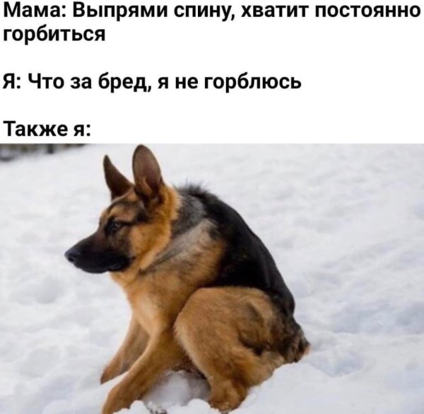 Немецкая овчарка сутулая