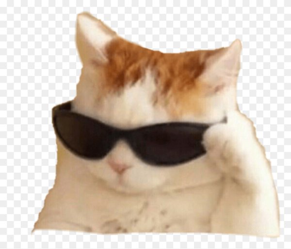 Мемный кот с очками