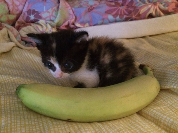 Смешной кот в банане