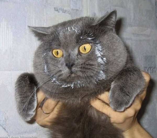 Кот с мордой в сметане