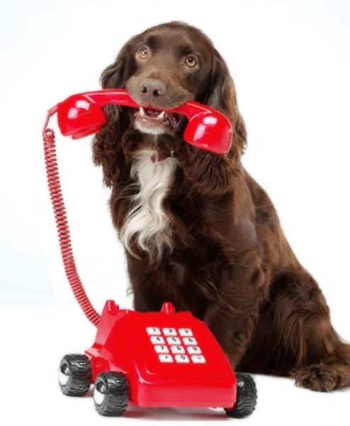 Собачка с телефоном