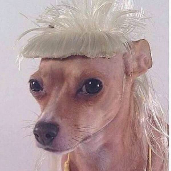 Пес с челкой