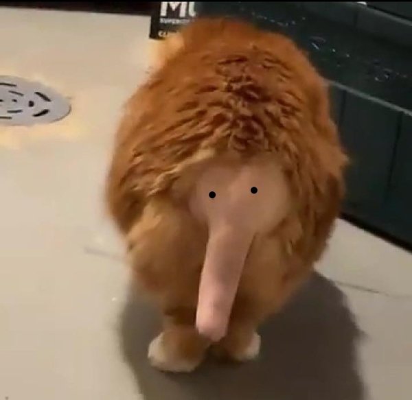 Коту побрили хвост