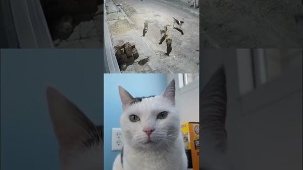 Мем коты Сигмы