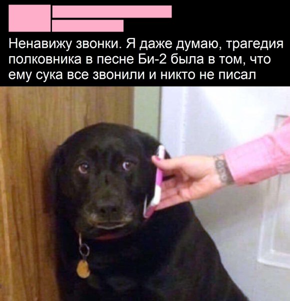 Собака с телефоном Мем