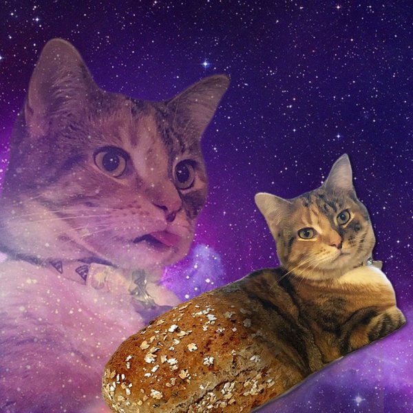 Кот в космосе