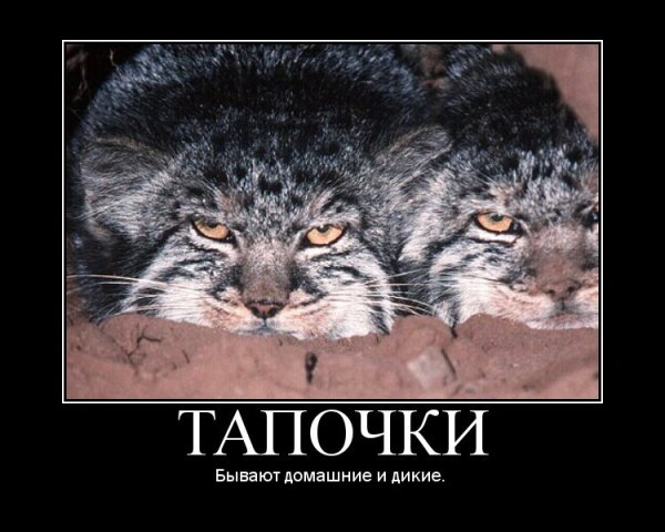 Манул погладь кота