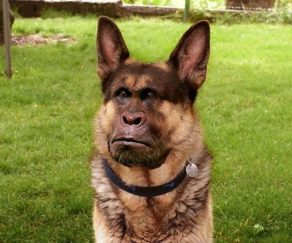 Немецкая овчарка Квазимодо