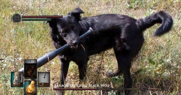 Собака с мечом дарк соулс