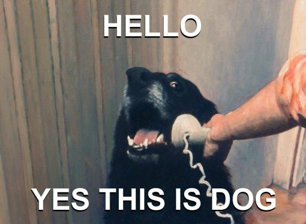 Хэллоу собаки мемы