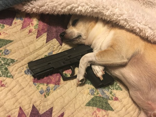 Собака с оружием