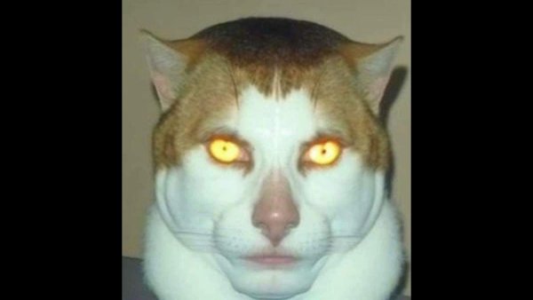 Мем кот Monday left