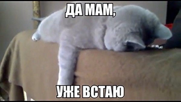 Кот устал