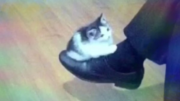 Котенок на туфле Мем